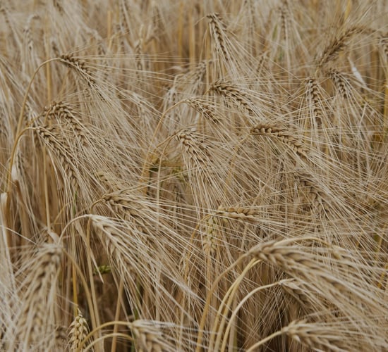 Winter barley: BYDV, take-all, disease prevention