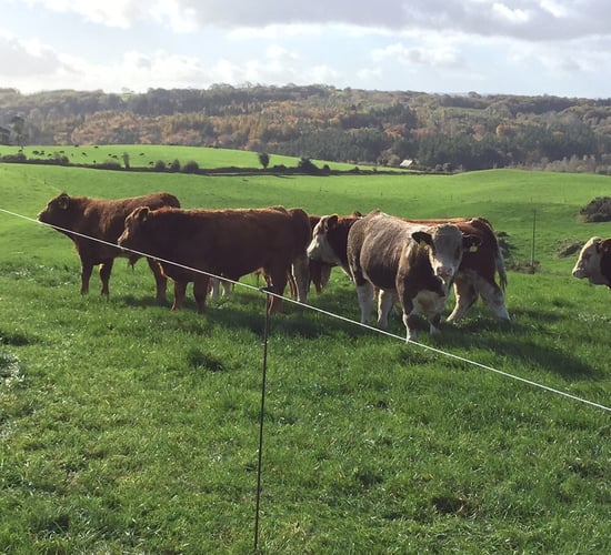 Young bull kill up 44% this year due to 'encouraging prices in 2015'