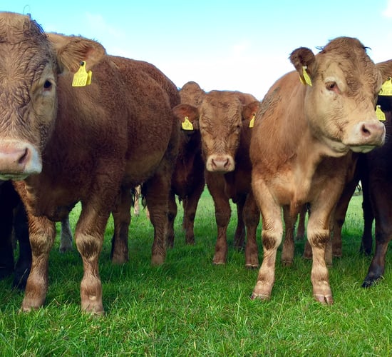 EU cattle herd increases for the fourth year in a row