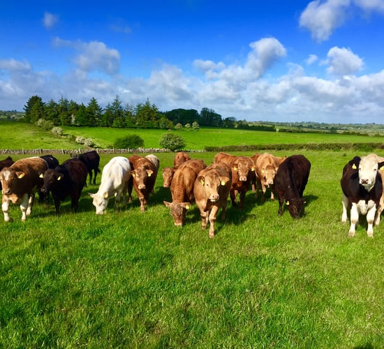 Direct payments keeping the average Irish drystock farm afloat