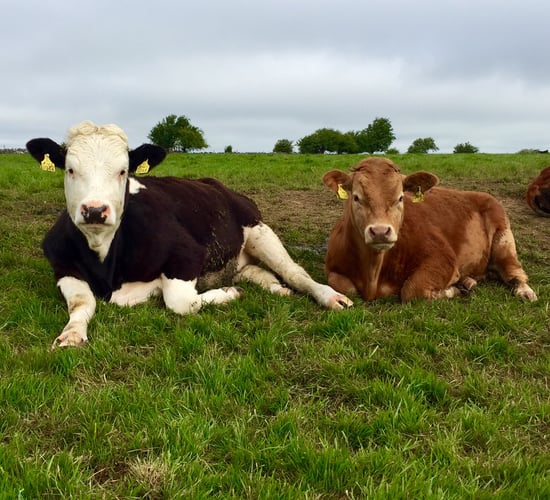 Teagasc confirms changes to catch crop grass lie-back criteria