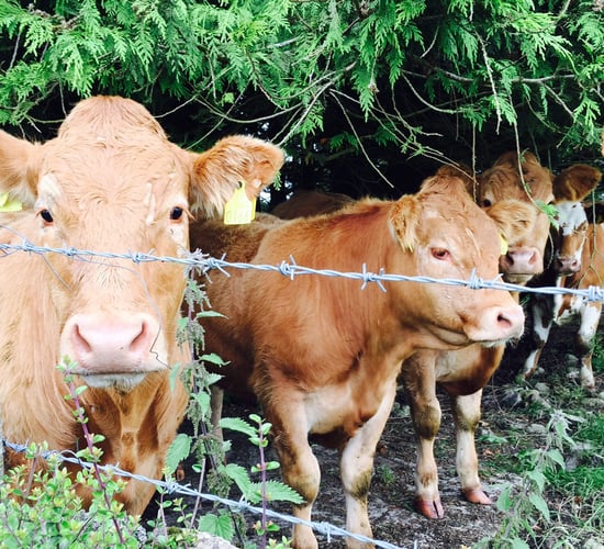 What does the rise of Lidl and Aldi in UK mean for Irish beef farmers?