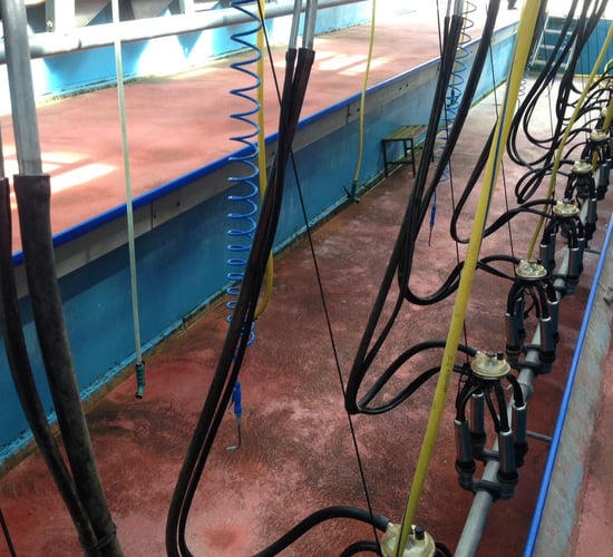 'Low-cost, grass-based dairy farming can replace subsistence farming'