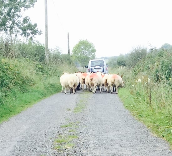 Rolling reference year for sheep farmers - only on a case-by-case basis