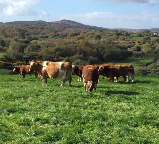 What's the difference between high and low replacement index cows