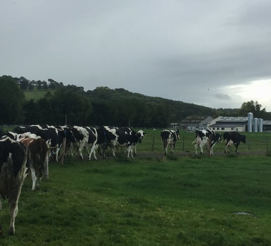Robotic milking: What's more important time or money?