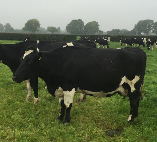 Don't forget to monitor BSC post calving