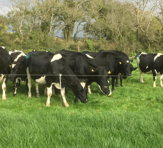 How can dairy farmers improve efficiency during a low milk price period?