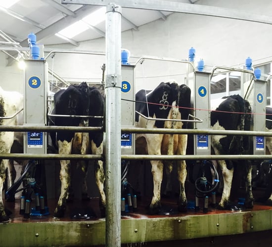 Dairy advice: Tail clipping and shaving udders before drying off