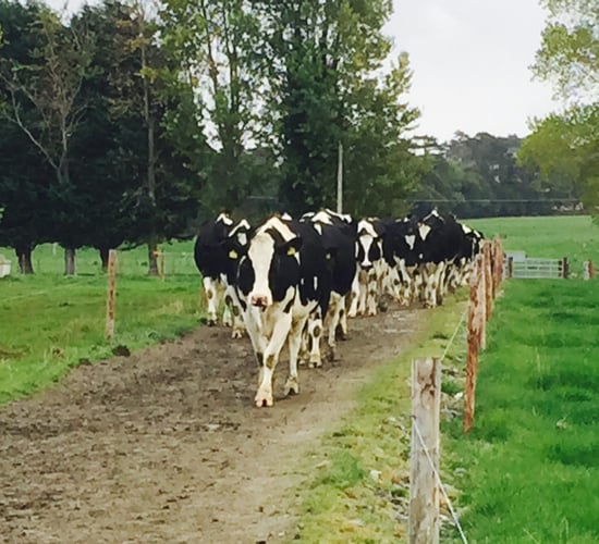 Dealing with difficult grazing conditions on west of Ireland dairy farms