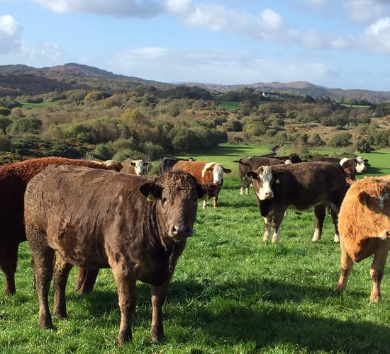 ABP changes UK beef pricing grid - Cattle farmers face tougher penalties