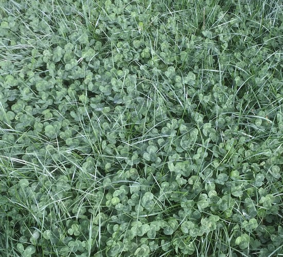 Multi-species swards: Do they have a role on Irish farms?