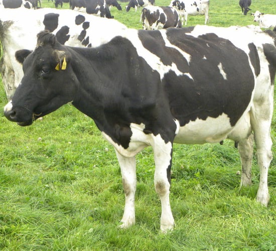 12 Member States exceeded milk quota by 2,938,000t