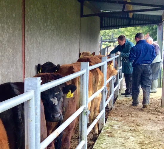 North to lift age of eligibility for brucellosis testing on October 19