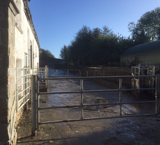 'Large amount' of cattle stolen in Castleblayney raid