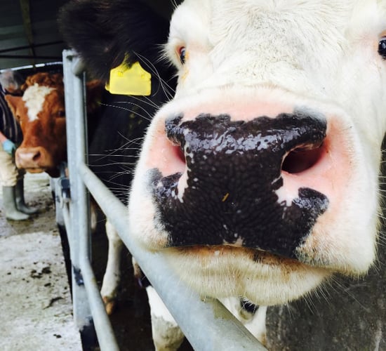 DAFM study: Wildlife biggest issue for bovine TB spread - vets