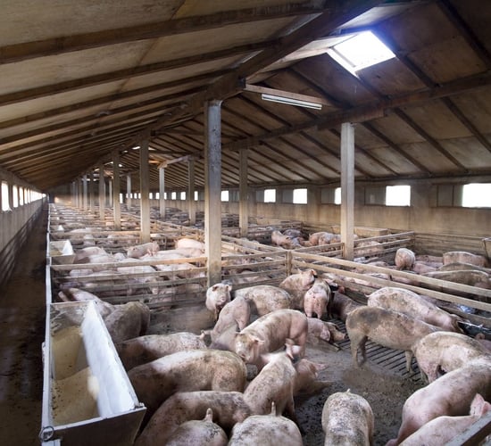 Veterinary dispute puts Irish pig industry in jeopardy