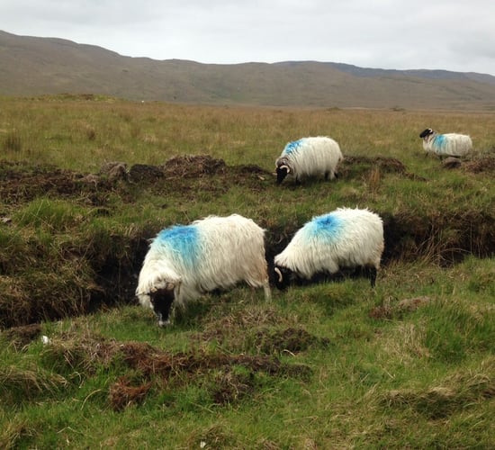Hill and commonage farmers say clarification still needed on eligibility