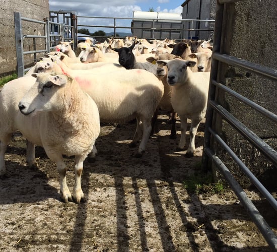 Commission approval of €25m sheep scheme expected 'by year end'
