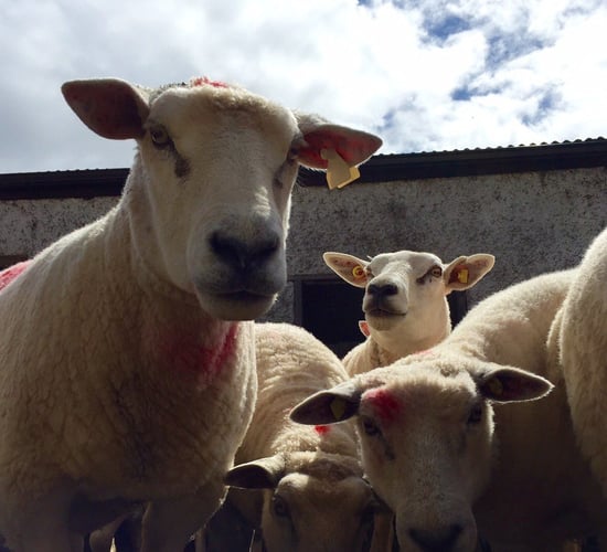 Sheep factories: 10-15c/kg wiped off processors' quotes