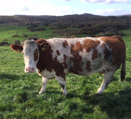 Imports of cull cows from Northern Ireland up 11% this year - LMC