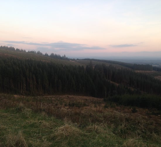 Gardaí involved in Coillte protection efforts