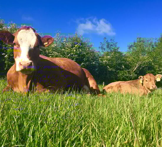 Using sexed semen to enhance the genetic merit of the suckler herd