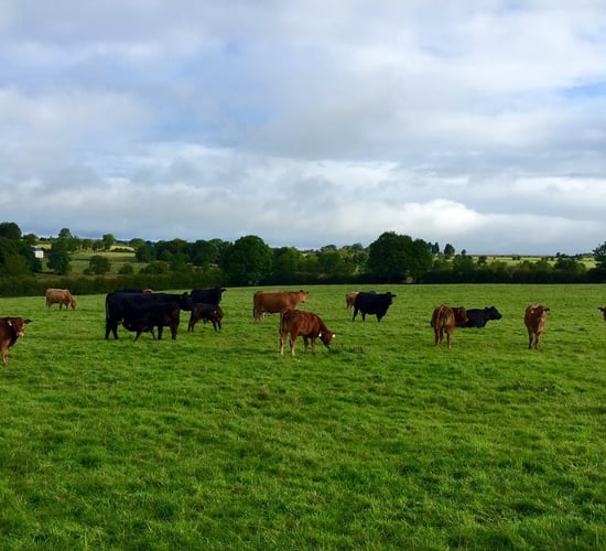 6 actions new Genomics scheme applicants need to know