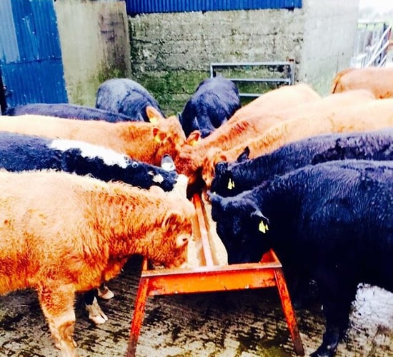 Slight increase on weekly beef kill figures, as young bull numbers lead the way