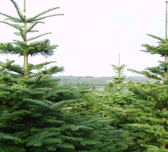 Consumers encouraged to buy an Irish tree this Christmas