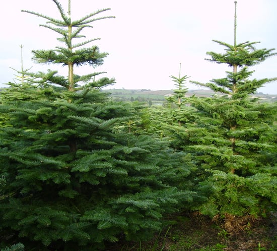 Some Christmas tree growers are sleeping out to protect their trees