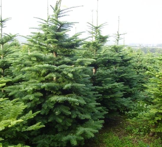 The environmental impact of 'real' Christmas trees