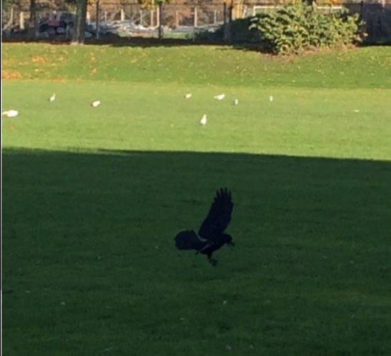 A dead crow hanging from a shed triggers fear in other crows! Fact!