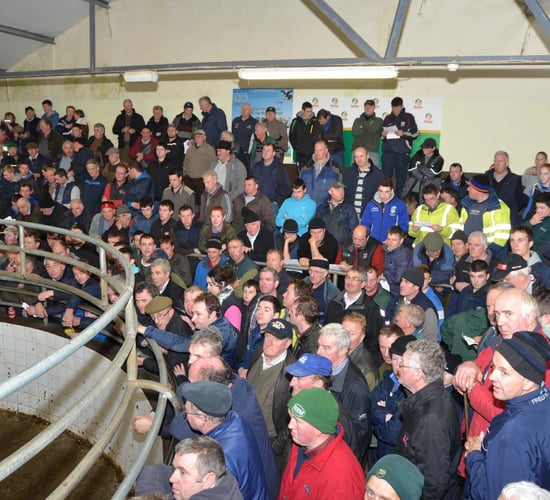Blessington Mart to host 'Special Texel In-lamb sale'