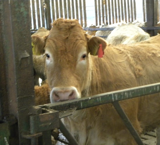 Irish live cattle exports to Britain drop by 50% in 2015 - Minister Coveney
