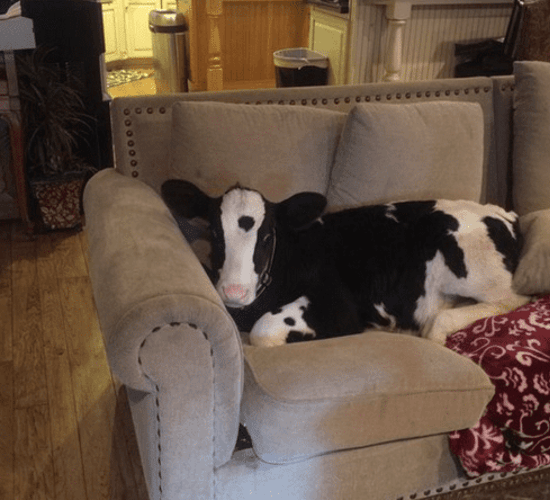 Friday feeling: This calf thinks it's a dog...