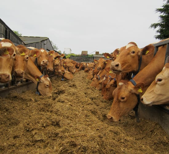 Dairy farmers can look forward to 'volatility proof' EU loans