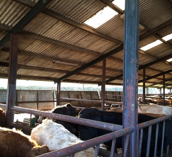 Man dies in farm accident in Co. Down