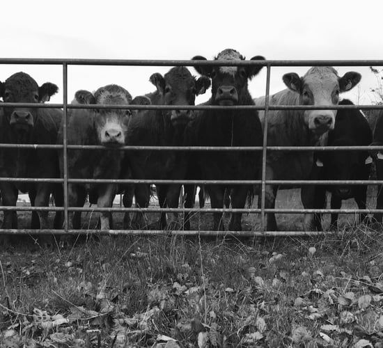 'Huge scourge on people's income': Farmers urged to be vigilant to cattle theft
