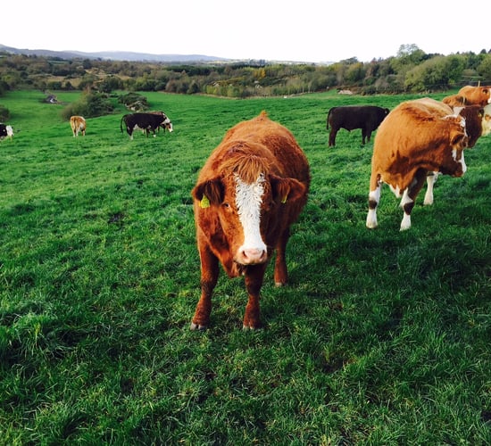 Live cattle exports to the UK continue to fall - Shipments down 39%