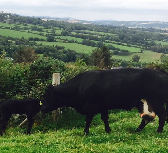 'Health will be the limiting factor to cattle production in future years'