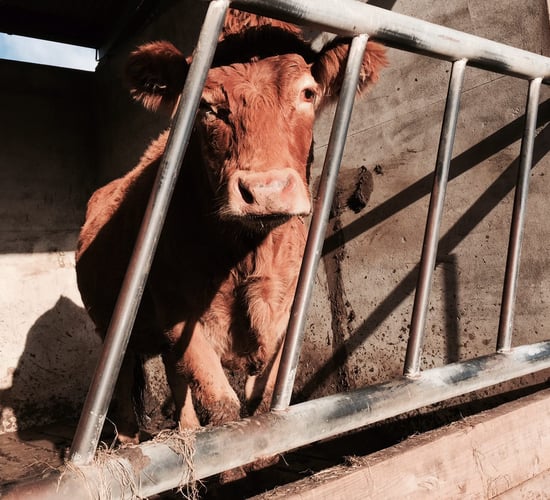 Firefighters rescue cattle from slurry tanks in 2 separate incidents