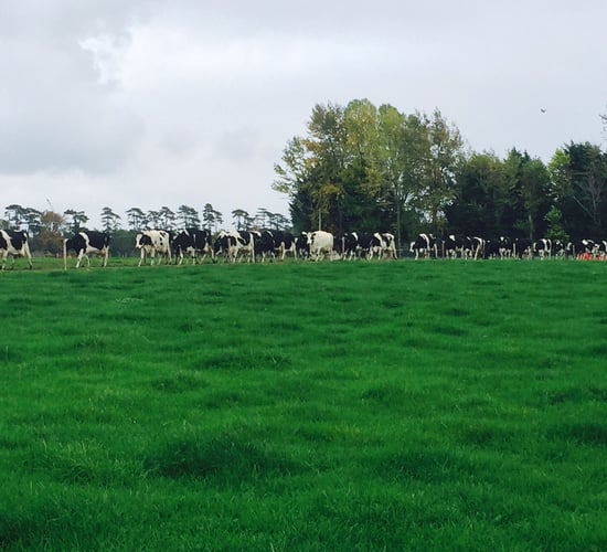 'Dairy price recovery is two steps forward, one step back'