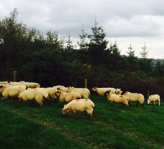 Kiwi lamb exports set to fall further than first expected