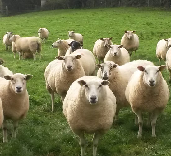 How much thought have you put into your liver fluke dosing strategy?
