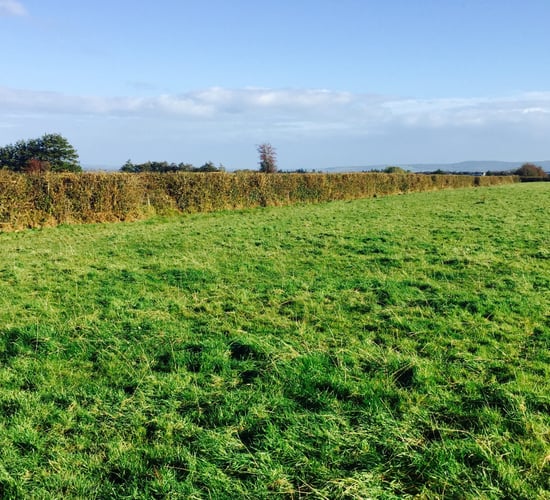 Hedge-cutting open period kicks off in one week