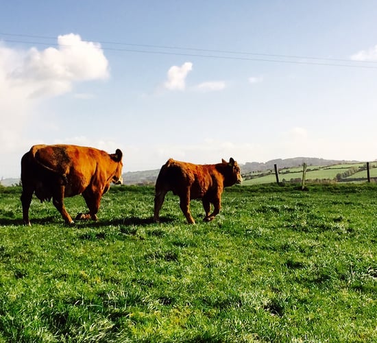 Total live cattle exports fall 24.5% in 2015 - Weanling exports back by 7,500 head