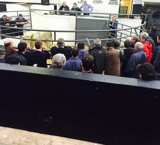 Over 32,000 cattle displayed on new mart boards