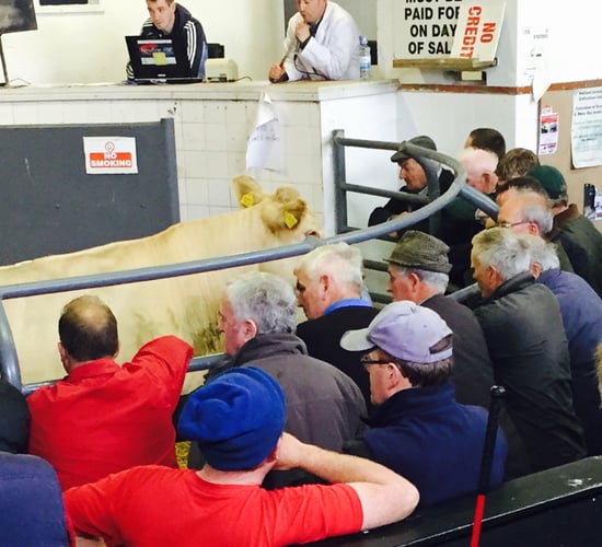 Nearly 1.4 million cattle sold in marts in first nine months of 2024