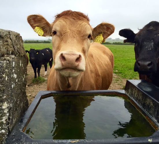 North's heifer price continues to drop closer to price paid in the Republic